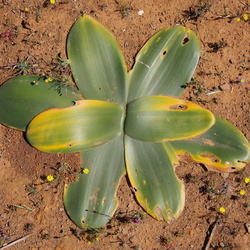 South Africa